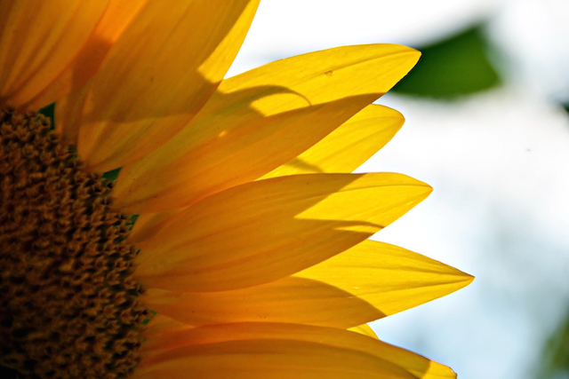 Sunflower image